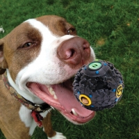 Giggle Dog Treat Ball