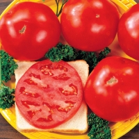 Tomato Lovers Special