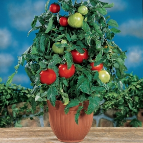Container Choice Tomato Seeds